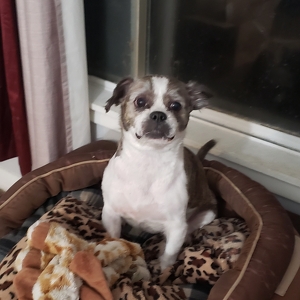 Fundraising Page: Amanda Heddens